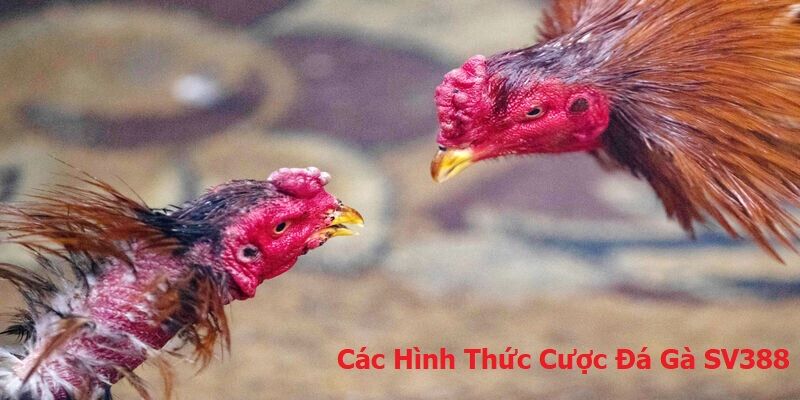 cac-hinh-thuc-dat-cuoc-da-ga-sv388